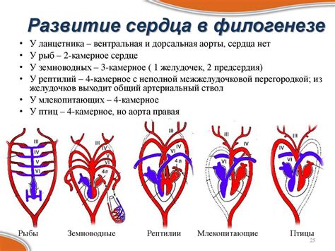 Функциональная анатомия сердца и пороки его развития - презентация онлайн