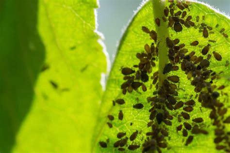 The Enemy in Your Orchard: A Guide to Dealing With Aphids on Apple ...