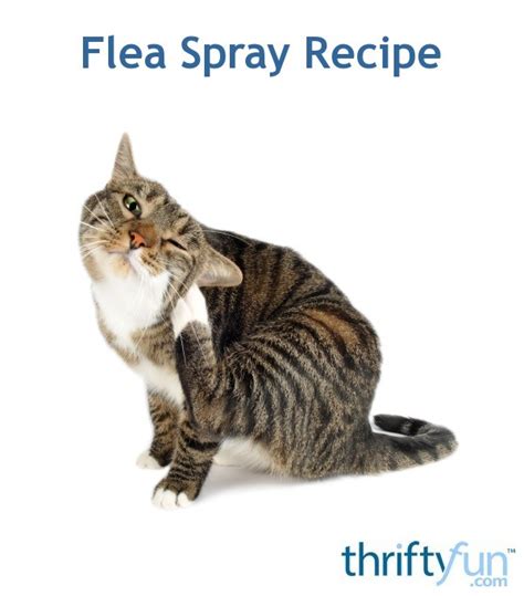 Homemade Flea Spray Recipe | ThriftyFun