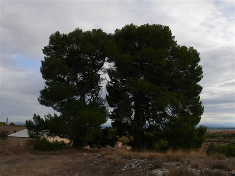 Ruta De Los Rboles Monumentales De Venta Del Moro Tierra Bobal