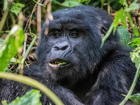 Why Trek Mountain Gorillas In Buhoma Sector Trek Africa Expeditions