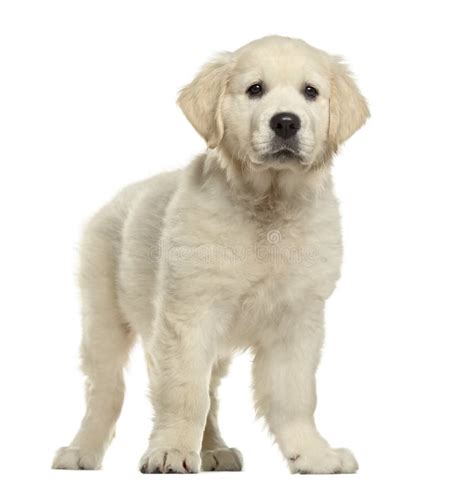 Golden Retriever Puppy Standing Isolated Stock Image Image Of Mammal