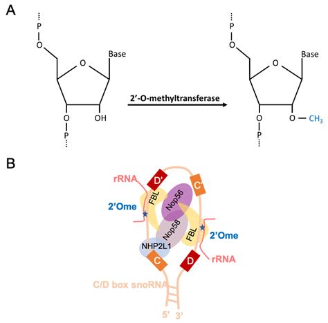 Cells Free Full Text 2O Ribose Methylation Of Ribosomal RNAs