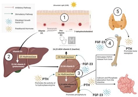 Parathyroid Hormone Action A Comprehensive Review My Endo Consult