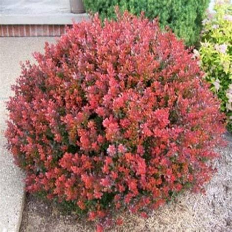 Online Orchards Gal Crimson Pygmy Dwarf Japanese Barberry Shrub Rich