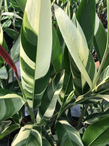 Heliconia Psittacorum Variegated Lady Di Rob S Rare Plants