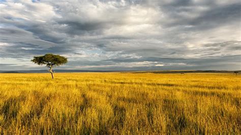 African Savanna Landscape Photography