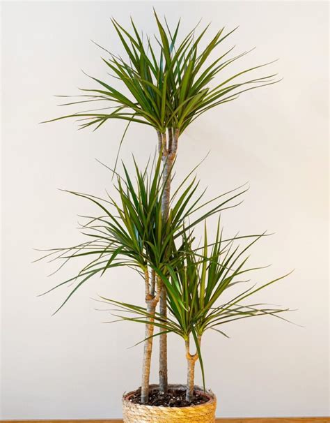 Dracaena marginata Cuidados Ubicación y Enfermedades