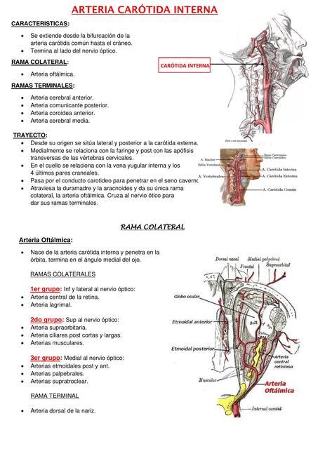Arteria Car Tida Interna Aldene Udocz
