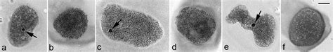 The Role Of Satellite Dnas In Genome Architecture And Sex Chromosome