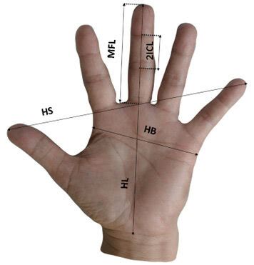 Hand Measurement HB Handbreadth HL Hand Length HS Hand Span MFL