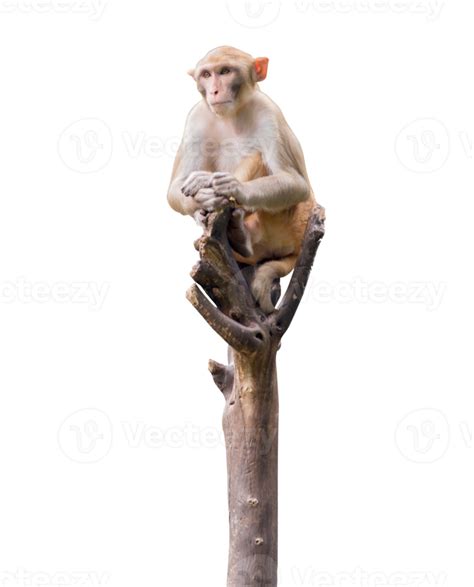 Monkey on the tree isolated 14389872 PNG