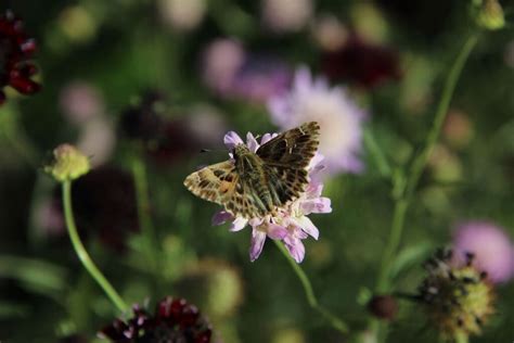 Hesp Rie De Lalc E Ou Grisette Les Jardins Du Mus E International De