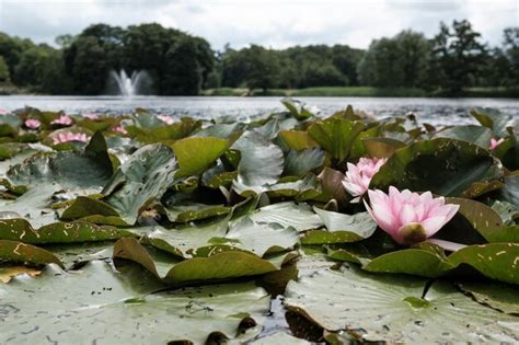 Nymphaea Alba Lirios De Agua Rosados Una Hermosa Planta Acu Tica En El