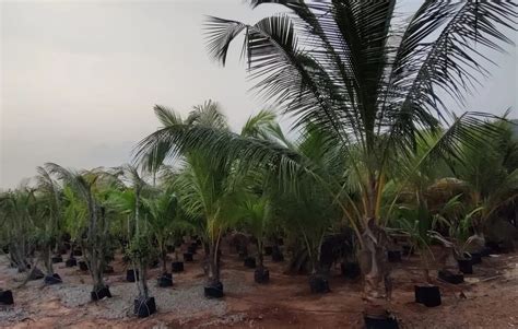 East Coast Tall Coconut Plants At Rs 160 Piece Coconut Plants In