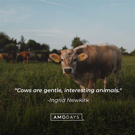 41 Cow Quotes To Make You Laugh Learn And Think