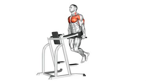 Chest Dip How To Instructions Proper Exercise Form And Tips Hevy