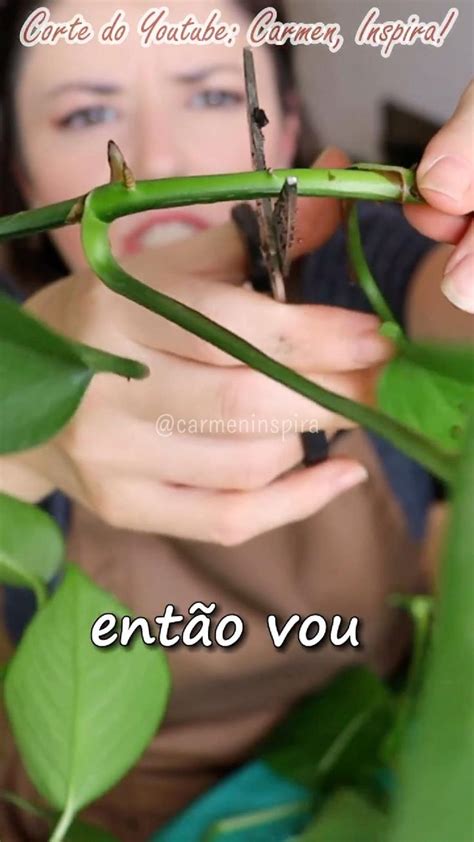 Como Fazer Muda Da Planta Jiboia Na Gua I Assista Ao V Deo Completo