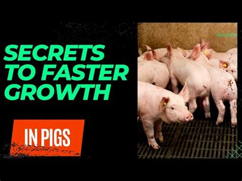 Make Your Pigs Grow Faster With These Simple Steps Best Pig Farming