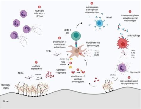 Jci Insight Neutrophil Extracellular Traps Mediate Articular