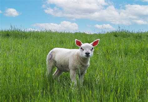 Cuddle A Cute Newborn Lamb At Lambs Day Must See Holland