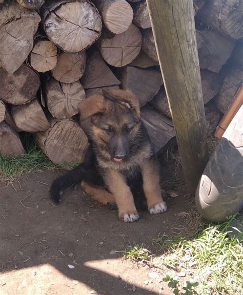 Chiot Berger Allemand Uncompagnon Fr