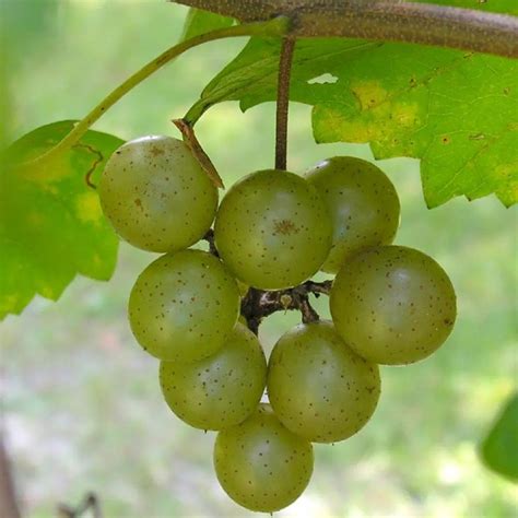 Carlos Muscadine Grape Food Forest Nursery