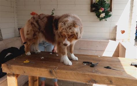 Australian Shepherd grooming - Ultimate Guide: Hair, Ear, Nail, Style ...