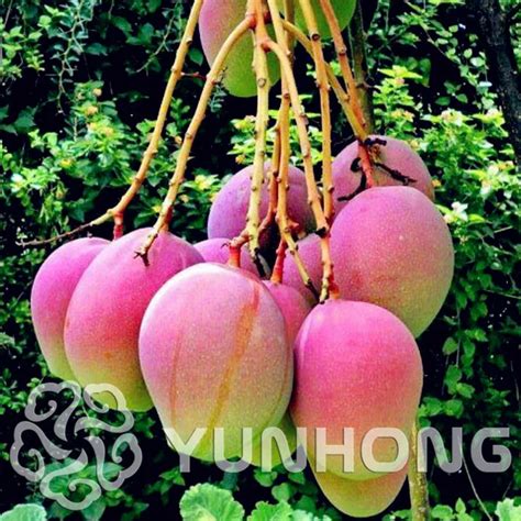 2 pcs Mango Bonsai Mini Mango Tree Bonsai Tree Bonsai Organic Fruits ...