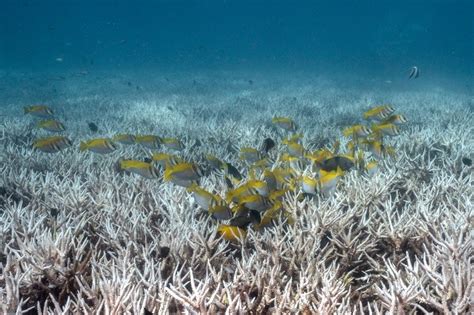 Auge Del Submarinismo Para Salvar Los Arrecifes De Coral En Qu Consiste