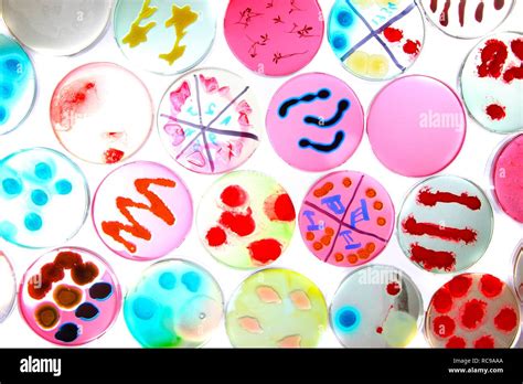 Bacterial Cultures Bacteria Growing In Petri Dishes Stock Photo Alamy