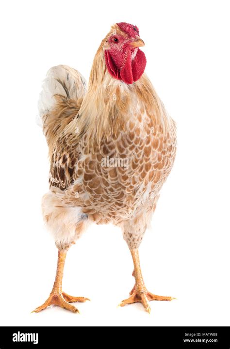 Wyandotte Chicken In Front Of White Background Stock Photo Alamy