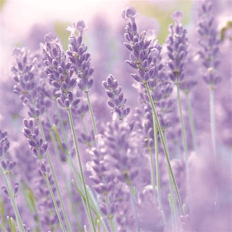 Purple Lavender | OCD-UK