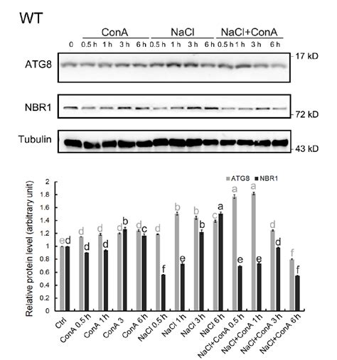 Autophagy Is Rapidly Induced By Salt Stress And Is Required For Salt