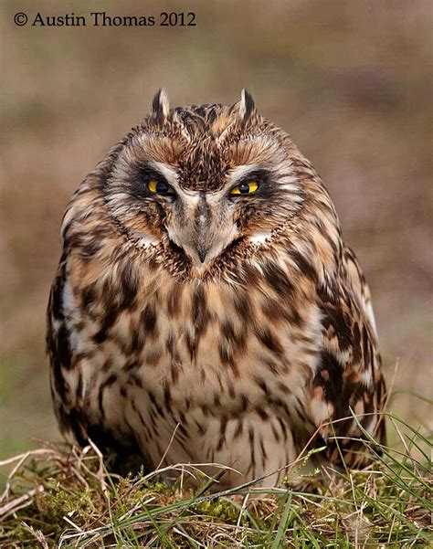 Grumpy Owl By Austin Thomas On 500px Owl Beautiful Owl Owl Bird