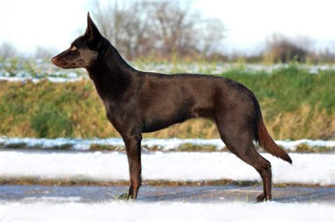 Meringa's Australian Kelpie