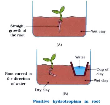 Hydrotropism In Plants