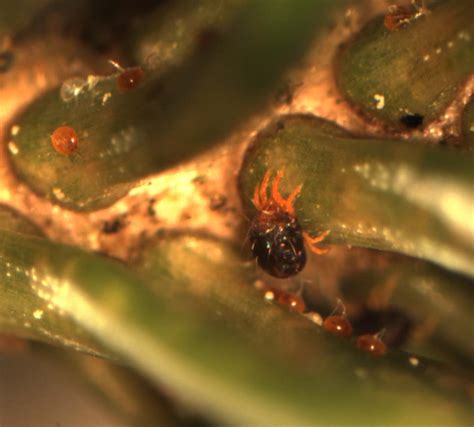 Dwarf Alberta Spruce Spider Mites