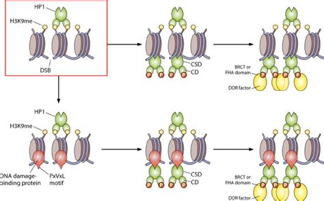 Model Of The Recruitment Of Dna Damage Response Ddr Proteins To