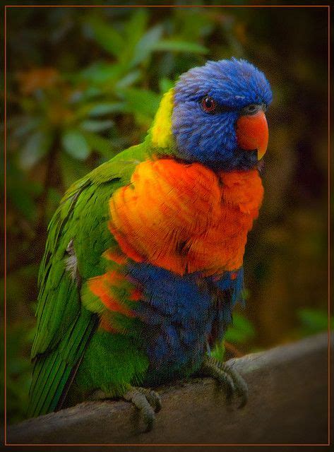 baby rainbow lorikeet.. | Beautiful birds, Animals, Birds