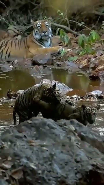 Kali Tiger Reserves Dandeli And Anshi Youtube