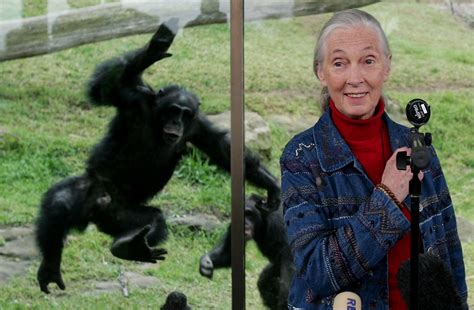 This Week In Science History Jane Goodall Is Born