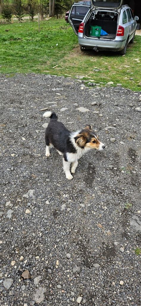 W A Ciciel Odda Szczeniaki Border Collie Nowy Migr D Olx Pl