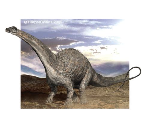 Apatosaurus - Sauropedia Wiki