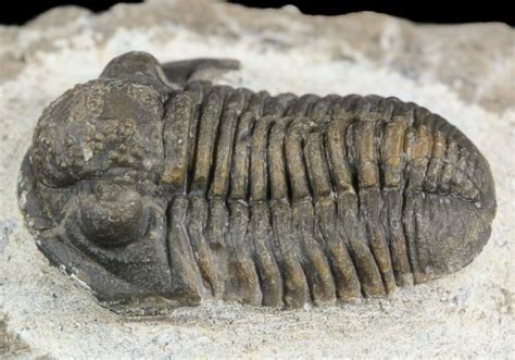 .95" Gerastos Trilobite Fossil - Morocco (#52110) For Sale - FossilEra.com