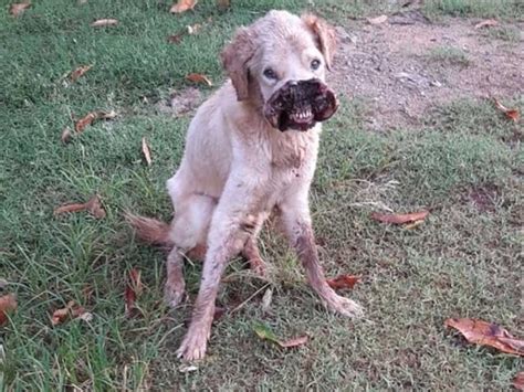 Homem abandona cãozinho e é multado em R 3 mil por maus tratos em