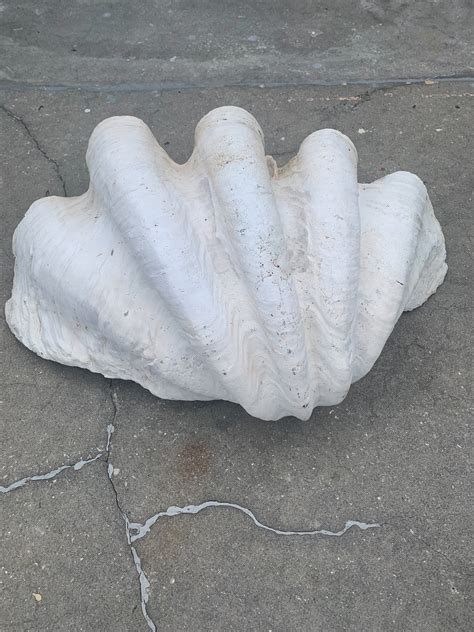 Natural Giant Clam Shell Vintage Huge Tridacna Gigas W 31x D 25 X H 10