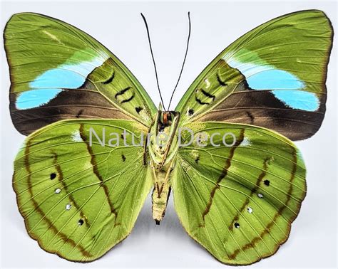 Unmounted Nessaea Hewitsonii - Nature Deco