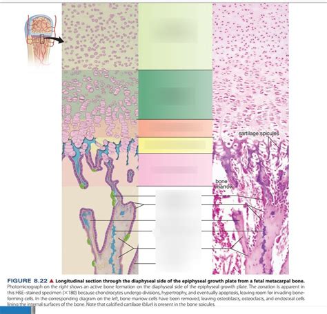 Epiphyseal Growth Plate Parts Diagram Quizlet