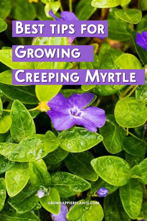 How To Grow Creeping Myrtle Vinca Minor Artofit